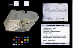 Foto (Objekt + Etikett) von Goniodromites sp.  (NHMW-GEO-1990-0041-2554)